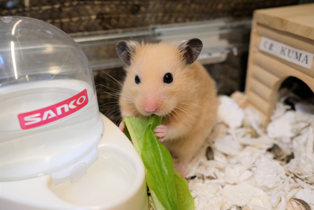 ハムスター　葉っぱうまっつ