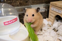 ハムスター　葉っぱうまっつ