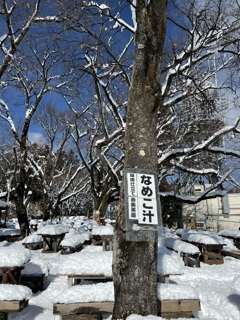 なめこ汁の木ですね