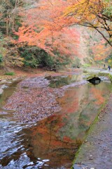 紅葉で高揚した！！