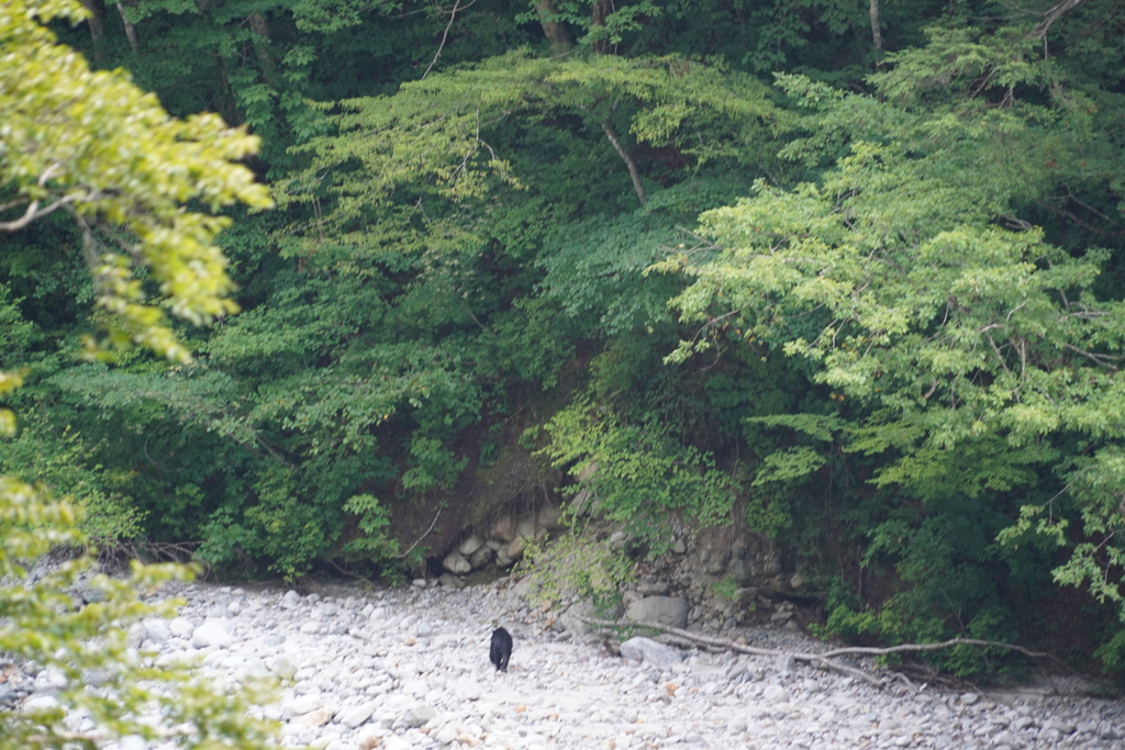 黒部のトロッコ電車からクマが見えました。野生のくま初めてみた
