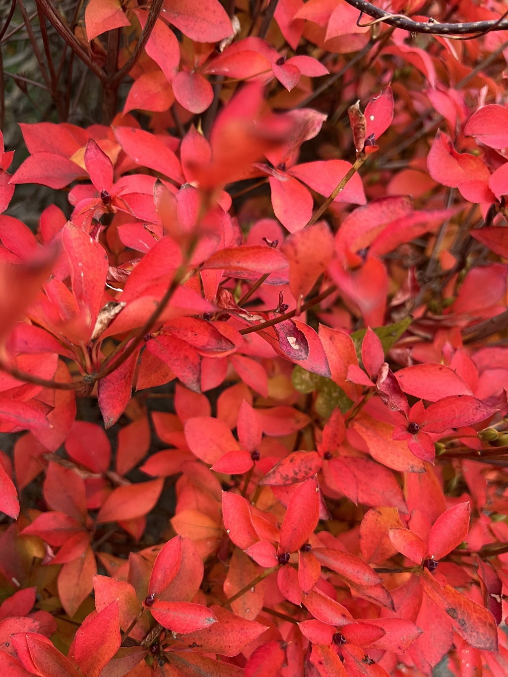 紅葉