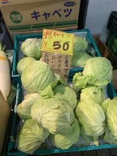 キャベツ安いよ〜持ってけ〜　ねこ店長が言ってます