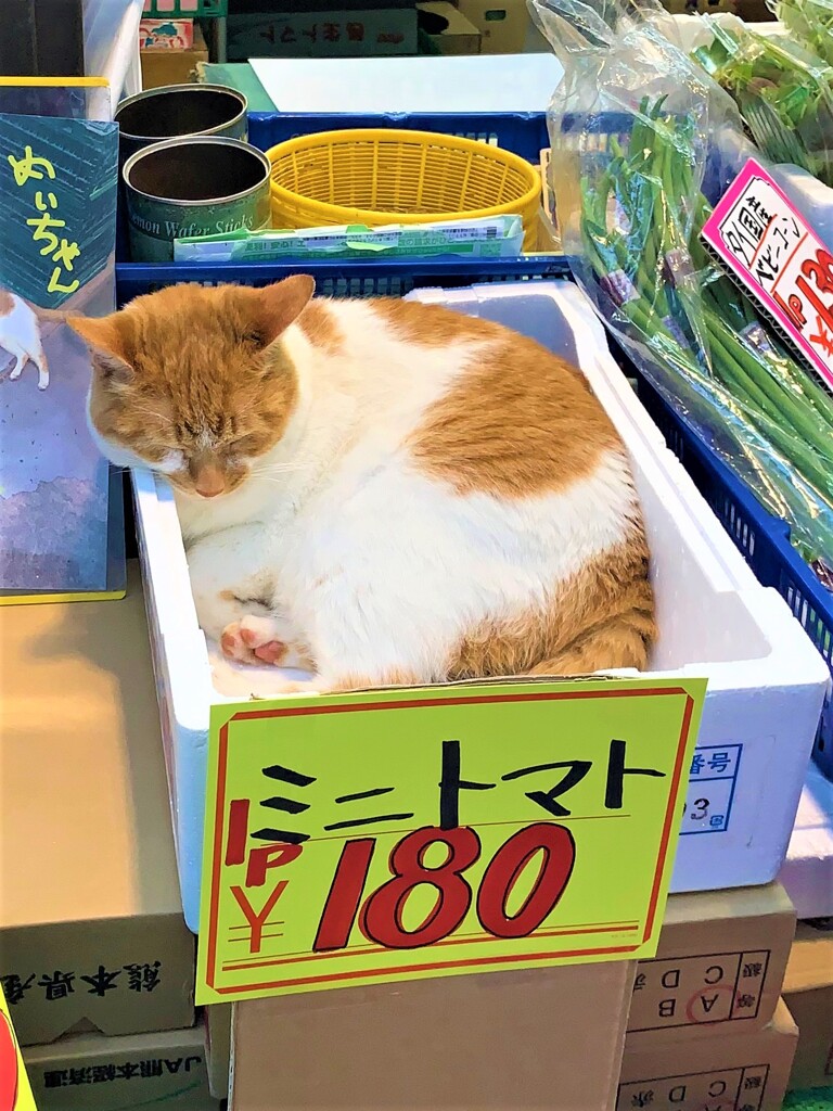 めいちゃんはやはり　居眠り番頭さんです。