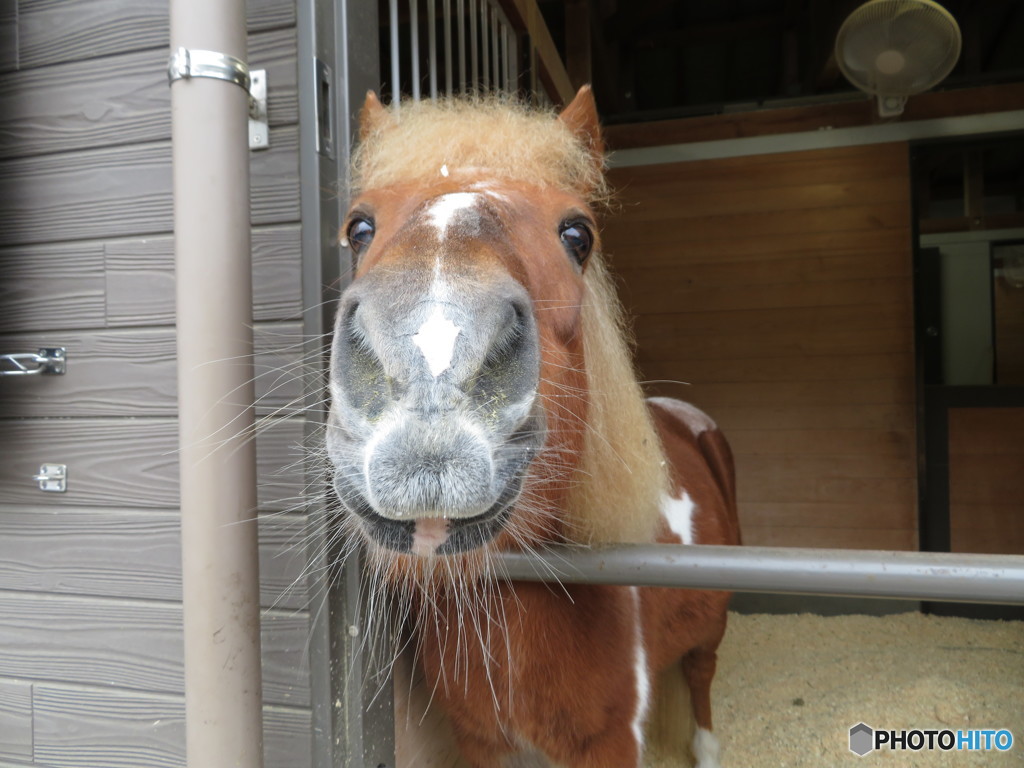 今日は雨で乗馬休みだよ～