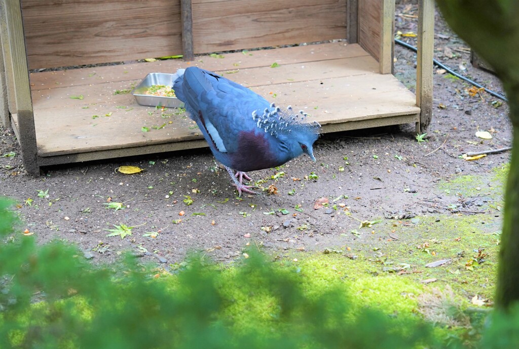 カンムリ様
