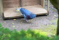 カンムリ様