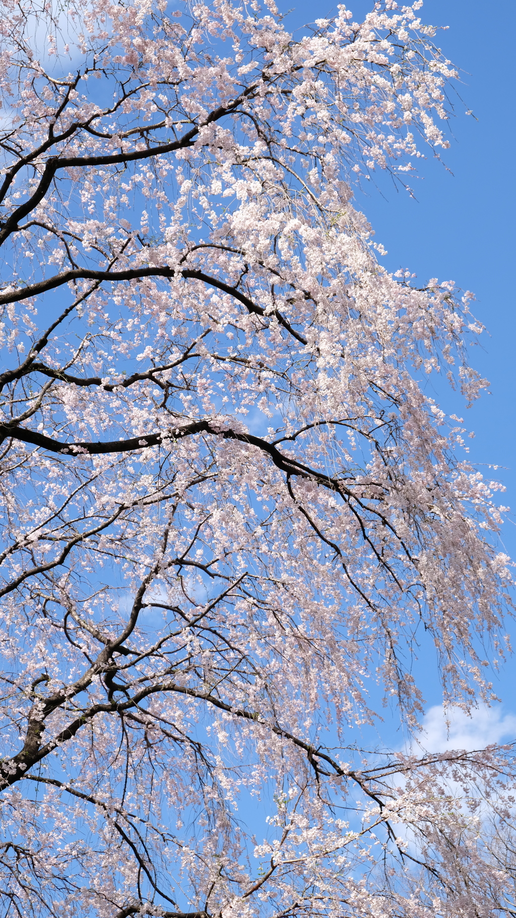 六義園のさくら