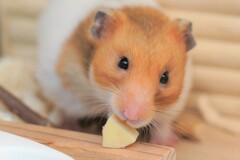 チーズいただきます