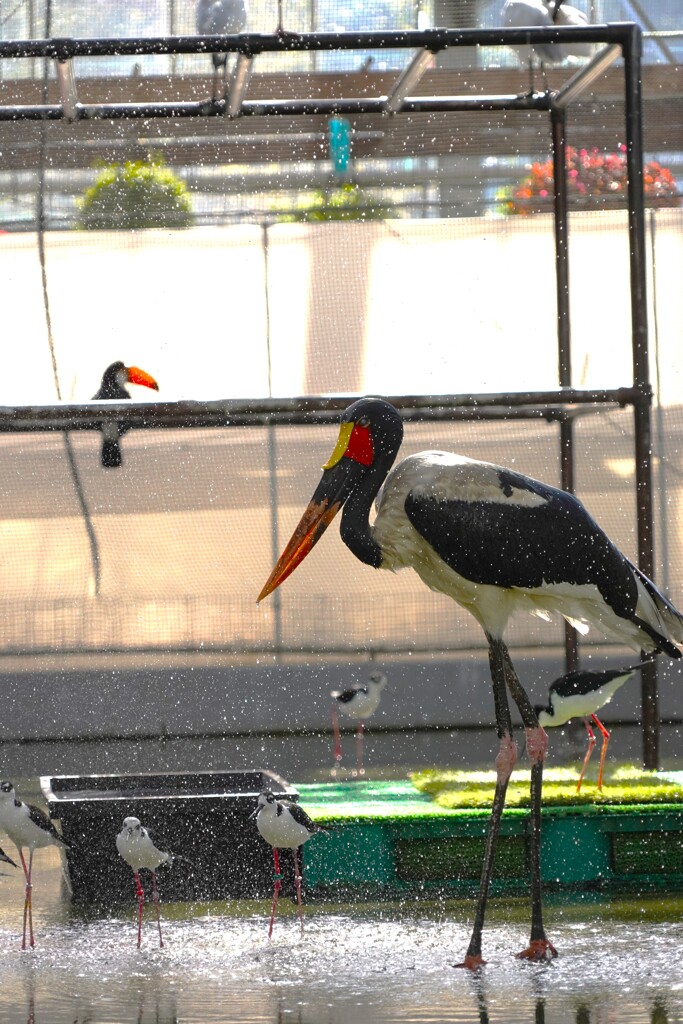 シャワーすごいな