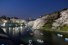 千鳥ヶ淵の桜 満開