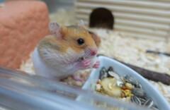 ハムスターのしおりです。
