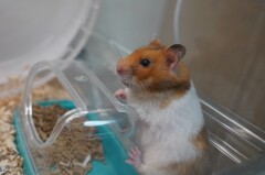 あっちか