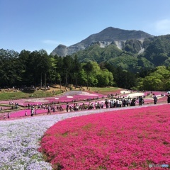 羊山公園 フジザクラ