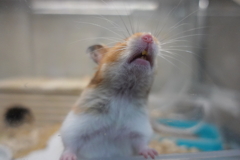 歯がすごい