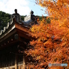 瑞泉寺　紅葉　2016