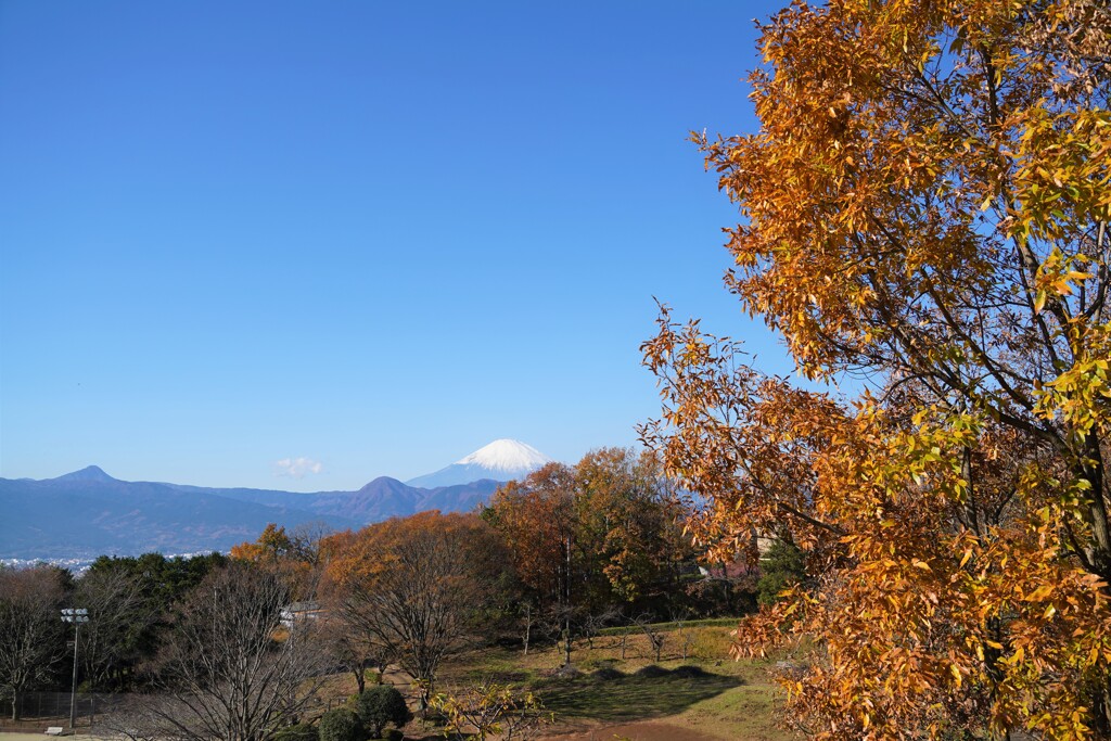 曽我丘陵の富士