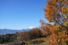 曽我丘陵の富士