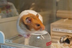アクロバティック　はむちゃん！！
