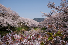 桜祭り