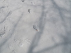 この足跡　クマですかねえ？？？