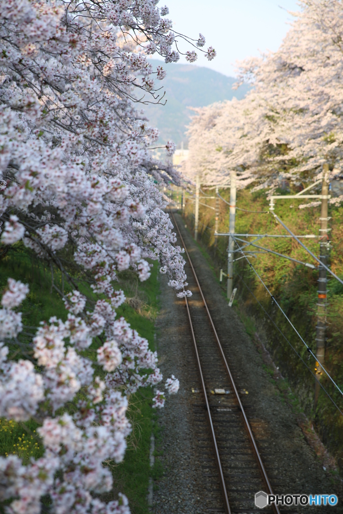山北　さくら