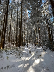 雪の林