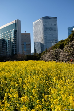 浜離宮恩賜庭園