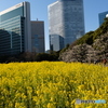 浜離宮恩賜庭園