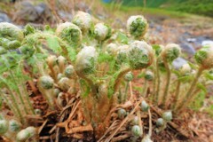 なんだこの植物？