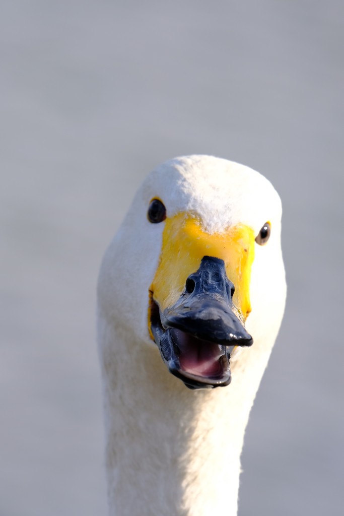 千波湖の白鳥さん