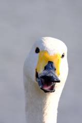 千波湖の白鳥さん