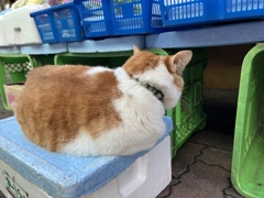 めいちゃんそっぽ向いてる