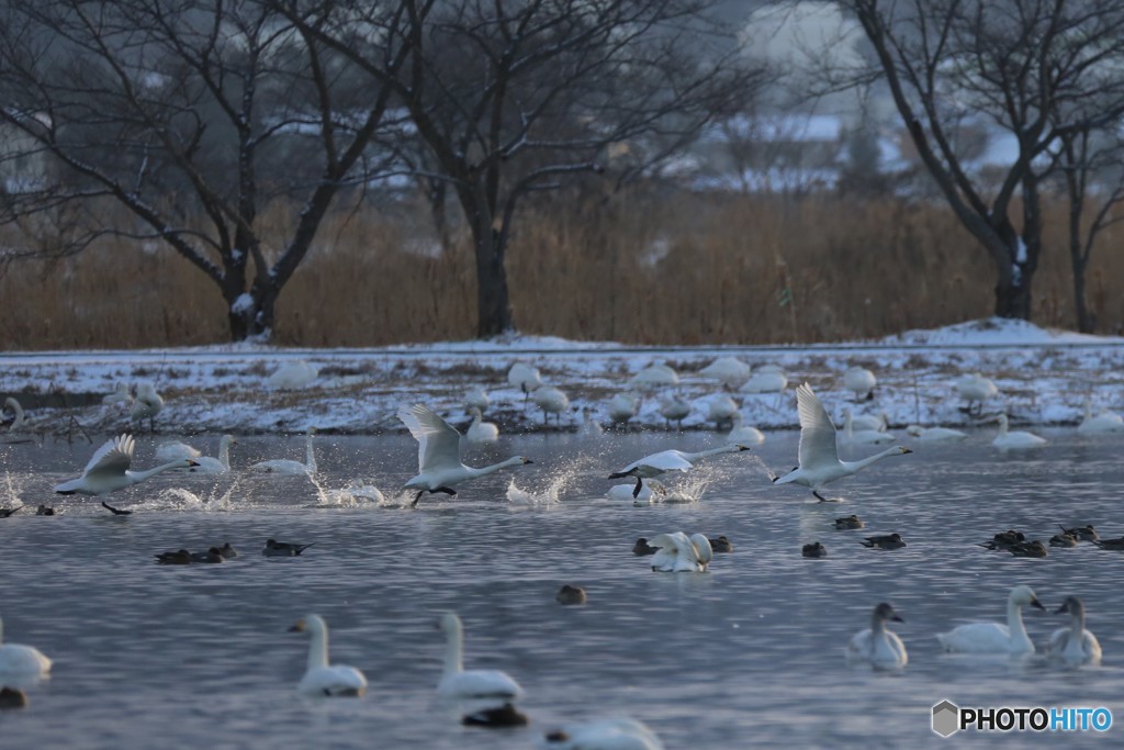 白鳥のスタートダッシュ　瓢湖