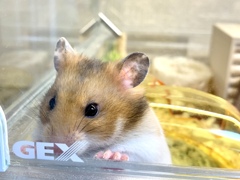 じーっと見つめてみた