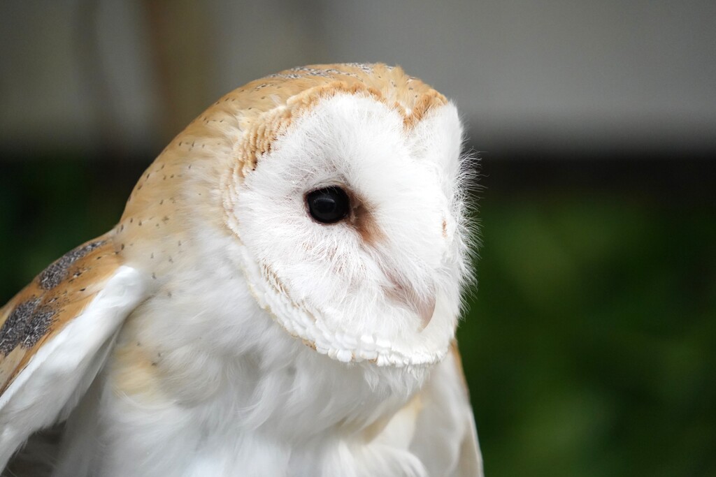 ふくろう？？