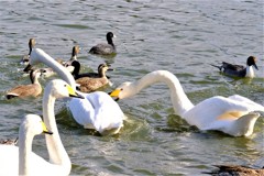 千波湖の白鳥もガブリエル