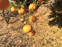 なつみかん？