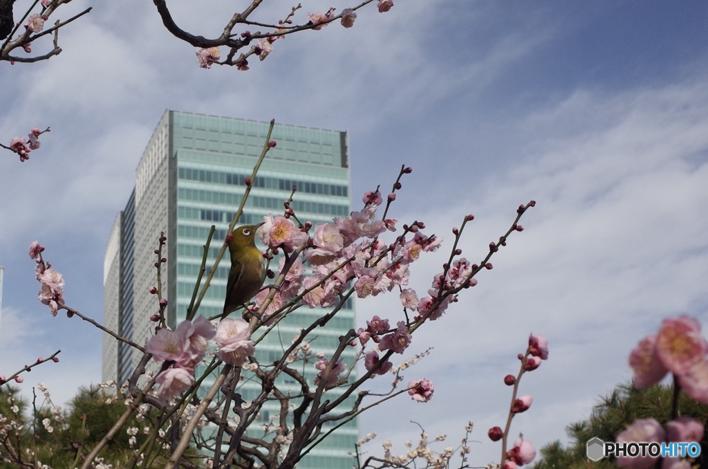 品川区でもめじろ　旧芝離宮恩賜庭園