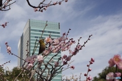 品川区でもめじろ　旧芝離宮恩賜庭園