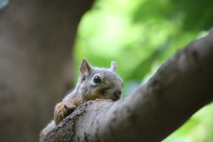リスのほふく前進