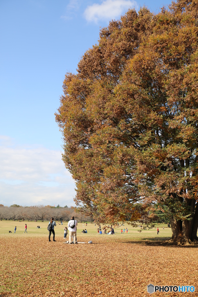 昭和記念公園　紅葉