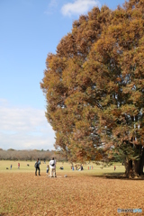 昭和記念公園　紅葉
