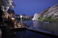 千鳥ヶ淵の桜