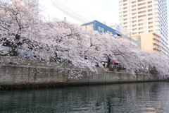 大岡川の桜