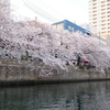 大岡川の桜