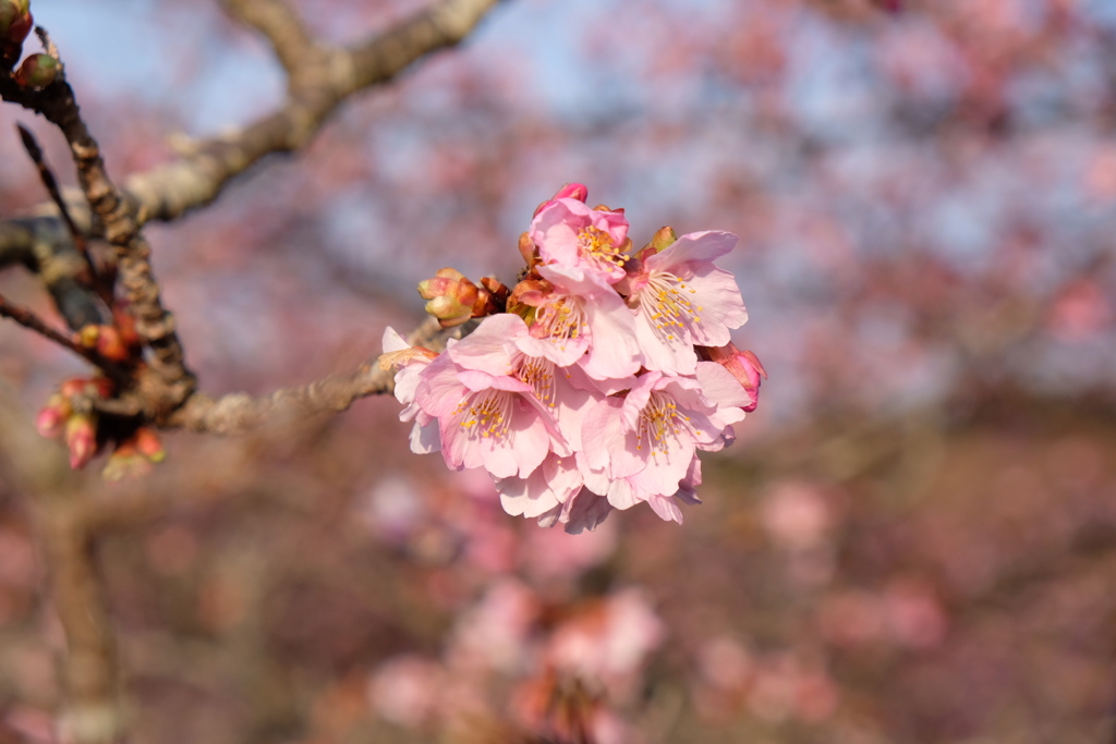 西平畑公園 河津さくら