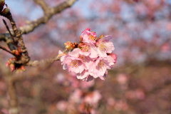 西平畑公園 河津さくら