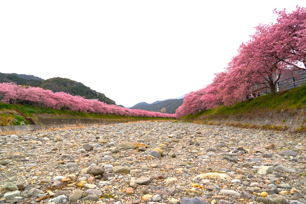 河津桜