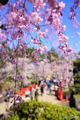 弘前城　2019春